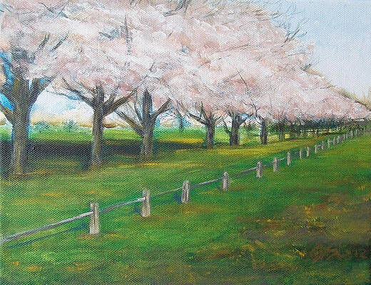 Wall Art featuring the painting Cherry Blossom Christchurch by Jane See