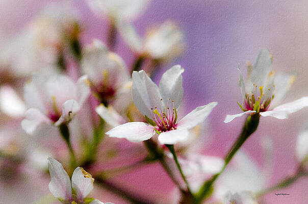 Wall Art featuring the photograph Cherry Blossom Flower by Crystal Wightman