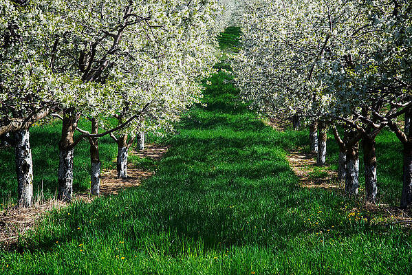 Mary Lee Photograph - Cherry Orchard Morning by Mary Lee Dereske