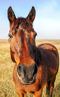 Country Wall Art featuring the photograph Chestnut Horse by Nicholas Blackwell