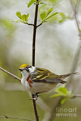 Wisconsin Photograph - Chestnut Sided Warbler 2 by Natural Focal Point Photography