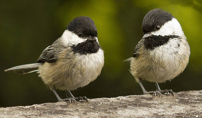 Wild Wall Art featuring the photograph Chickadee Dee Dee by Jean Noren