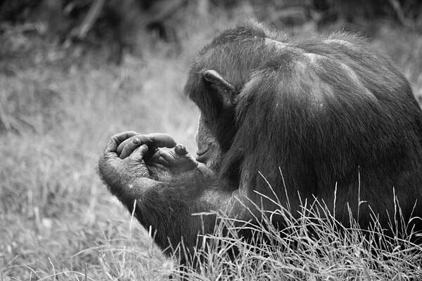 Wildlife Wall Art featuring the photograph Chimpanzee In Thought by Jonny D