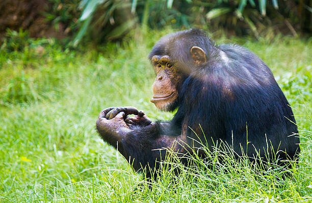 Wildlife Wall Art featuring the photograph Chimpanzee Looking by Jonny D