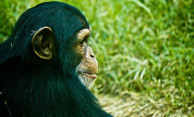 Wildlife Wall Art featuring the photograph Chimpanzee Profile by Jonny D