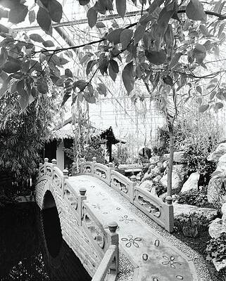 Bridge Photograph - Chinese Garden by Tom Leonard