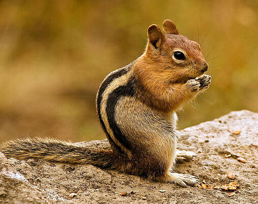 Wild Wall Art featuring the photograph Chipmunk by Jean Noren