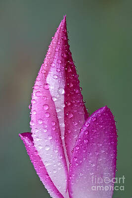 Flower Photograph - Christmas Cactus by Susan Candelario