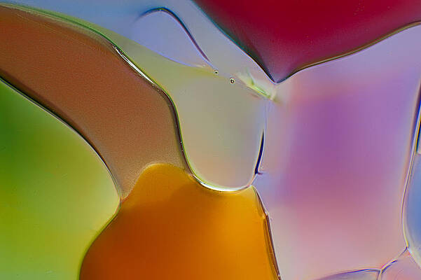 Photograph - Cinderella's Footman by Omaste Witkowski