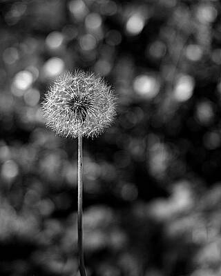 Dandelion in Monochrome Wall Art
