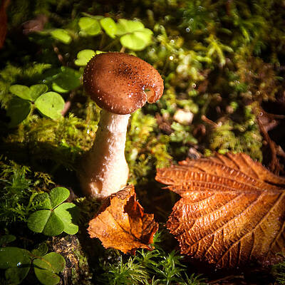 Fall Wall Art featuring the photograph Clare Glens Mushroom by Mark Callanan
