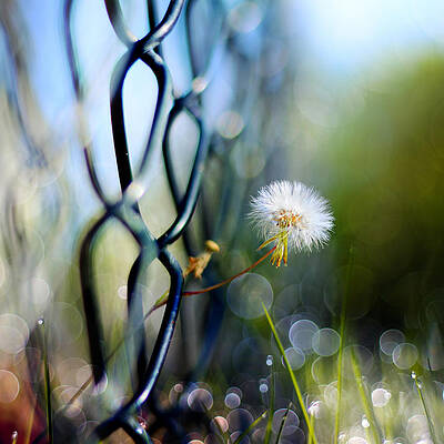 Delicate Dandelion by the Fence Wall Art