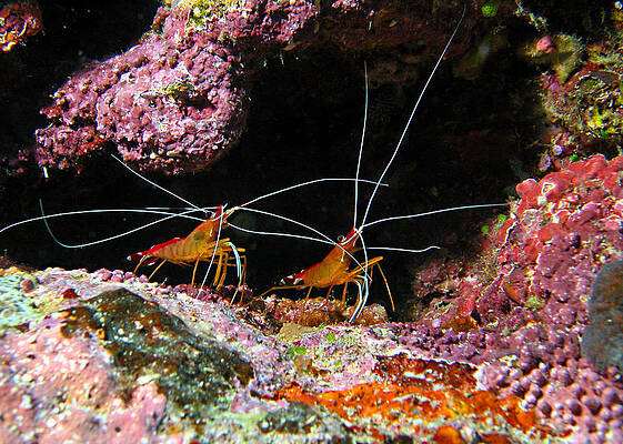 Nature Photograph - Cleaning Crew by Jean Noren