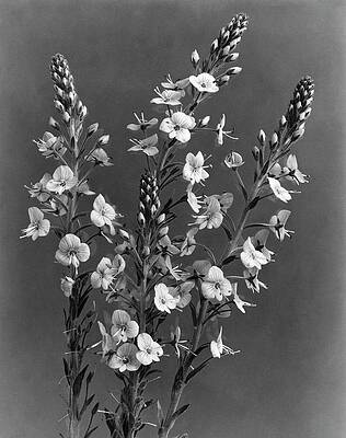 Botanical Monochrome Study Wall Art