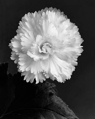 Monochrome Flower Close-Up Wall Art