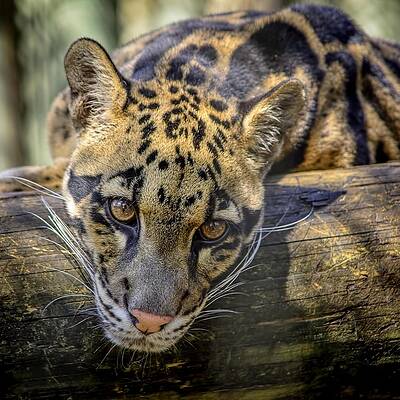 Nature Wall Art featuring the photograph Clouded Leopard by Steven Sparks