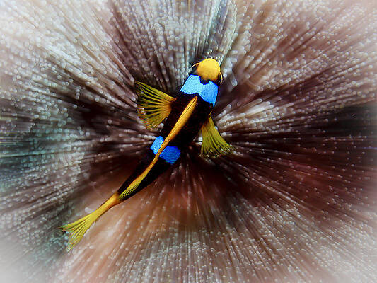 Dramatic Wall Art featuring the photograph Clown by Jean Noren