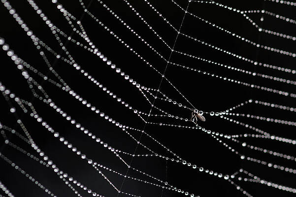 Wall Art featuring the photograph Cobwebs Catch The Early Morning Mist by Dan Kitwood