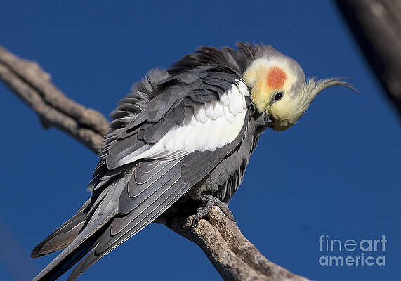Wildlife Photograph - Cockatiel - Canberra - Australia by Steven Ralser