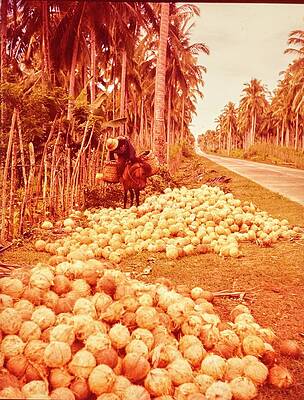 Tropical Coconut Harvest Photograph