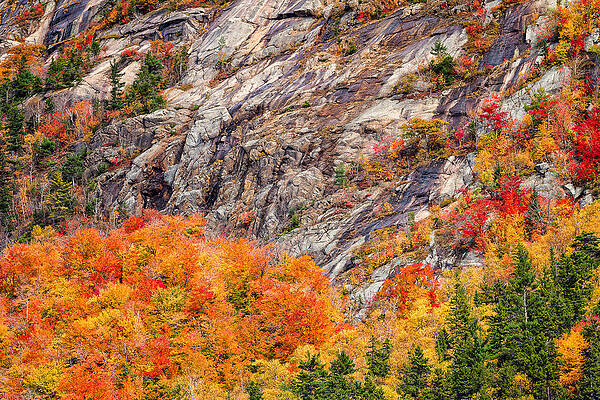 Wall Art featuring the photograph Color And Granite In Crawford Notch by Jeff Sinon