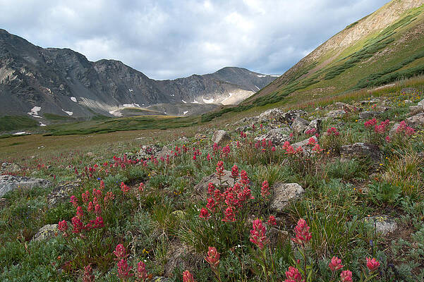 Colorado Photograph - Colorado Early Morning Summer Landscape With Gray's Peak by Cascade Colors