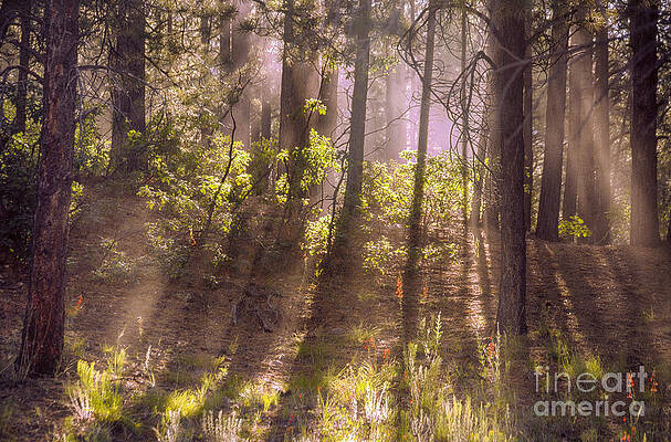 Wall Art featuring the photograph Colorado Evening by Kype Hills