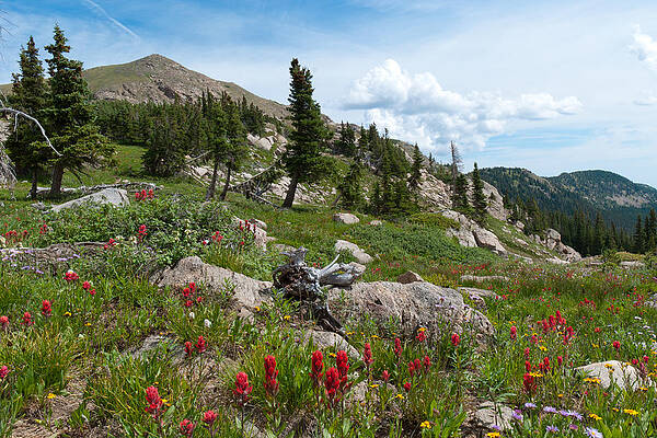 Colorado Photograph - Colorado Indian Paintbrush And Mountain Landscape by Cascade Colors
