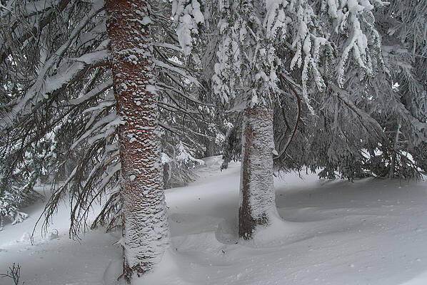 Rocky Mountain National Park Photograph - Colorado Snow-covered Pines by Cascade Colors
