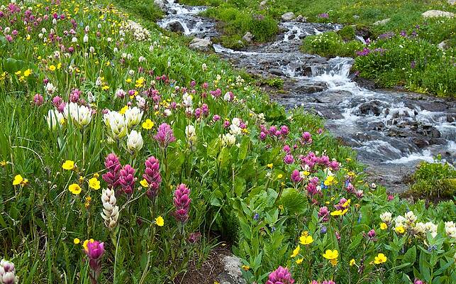 Wall Art featuring the photograph Colorado Wildflower Meadow And Stream by Cascade Colors