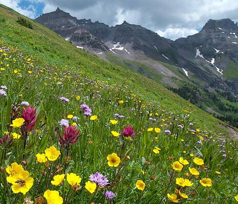 Colorado Photograph - Colorado Wildflowers And Mountains by Cascade Colors