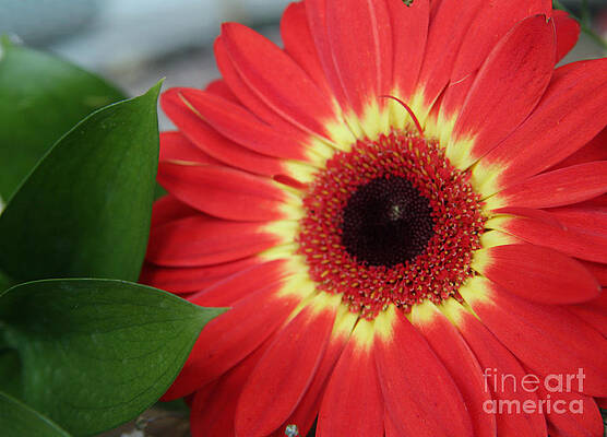Wild Photograph - Colorburst by Mary Lou Chmura
