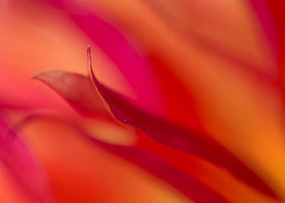 Abstract Red and Orange Petals Photograph