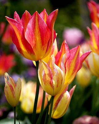 Beautiful Photograph - Colorful Tulips by Rona Black