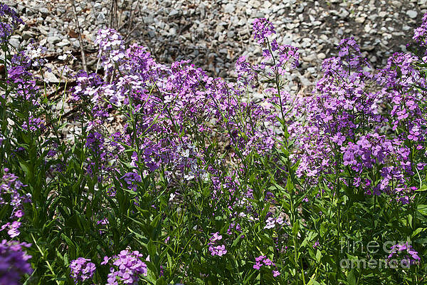 Spring Wall Art featuring the photograph Colorful Weeds by William Norton