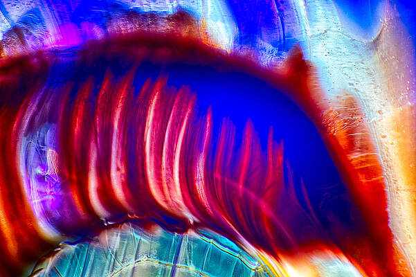 Wall Art featuring the photograph Colors Diving by Omaste Witkowski