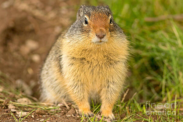Glacier National Park Photograph - Columbia Ground Squirrel by Natural Focal Point Photography