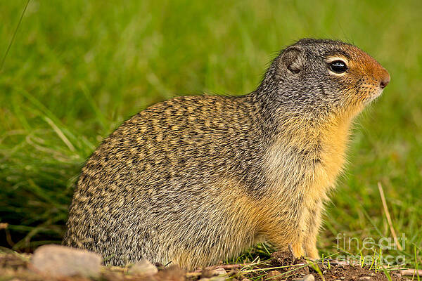 Glacier National Park Photograph - Columbian Ground Squirrel In Glacier by Natural Focal Point Photography