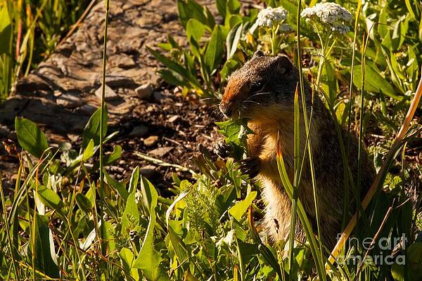 Glacier National Park Photograph - Columbian Squirrel 1 by Natural Focal Point Photography