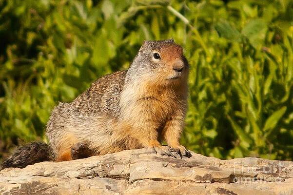 Glacier National Park Photograph - Columbian Squirrel by Natural Focal Point Photography