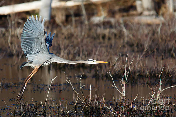 Wild Photograph - Coming In For A Landing by Mary Lou Chmura
