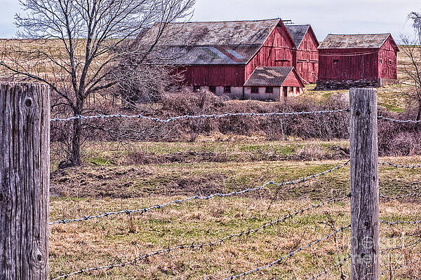 Wall Art featuring the photograph Coming Into Spring by Mary Lou Chmura