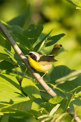 Wisconsin Photograph - Common Yellow Throat by Natural Focal Point Photography