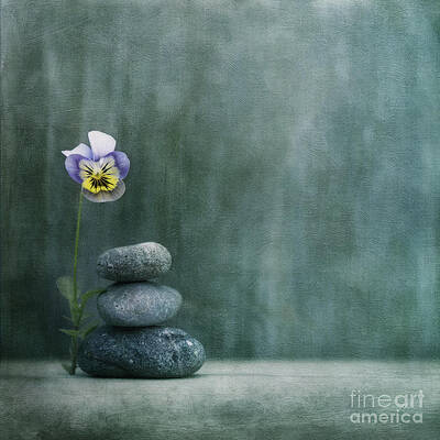 Pansy and Pebbles Serenity Wall Art