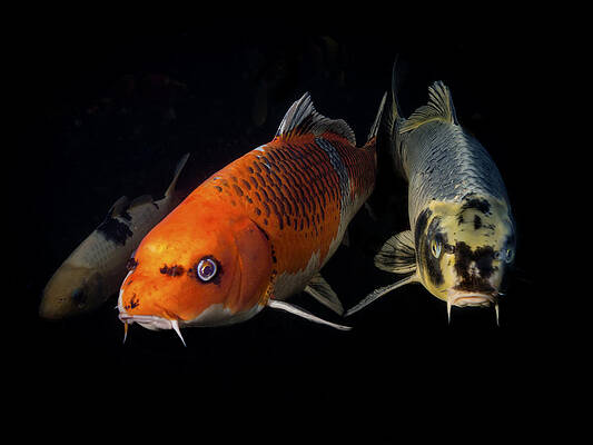 Water Wall Art featuring the photograph Confrontation Of 3 Koi by Jean Noren