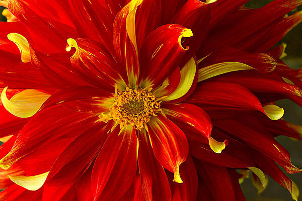 Vibrant Red and Yellow Dahlia Wall Art