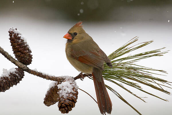 Photograph - Cool Morning by Jim E Johnson