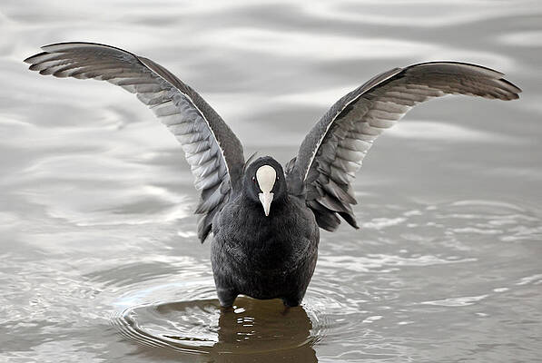Bird Wall Art featuring the photograph Coot In Water by Grant Glendinning