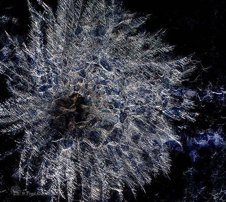 Photograph - Cosmic Dryas by Fred Denner