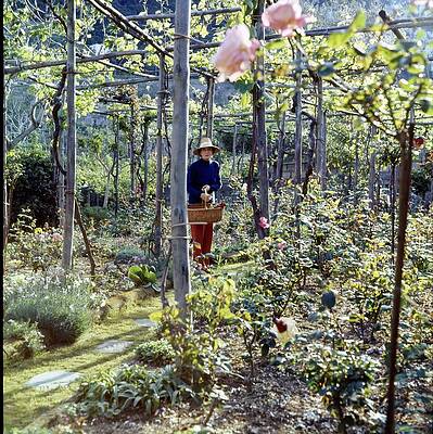 Growth Wall Art featuring the photograph Countess Bismark In Her Rose Garden by Horst P. Horst
